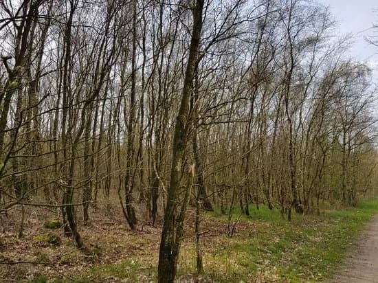 Mandbjerg Skov