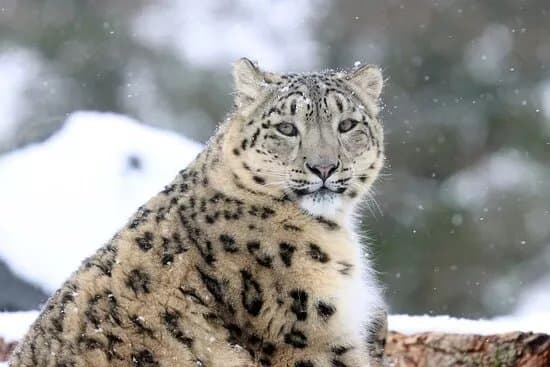 Northumberland Zoo