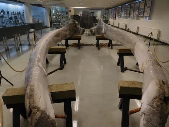Natural History Museum