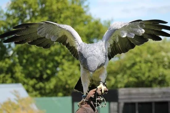 Yarak Bird of Prey