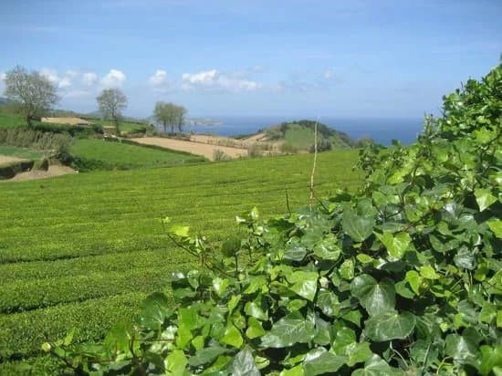 Plantacoes de Cha Gorreana