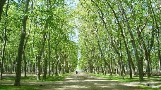 Parc de la Devesa