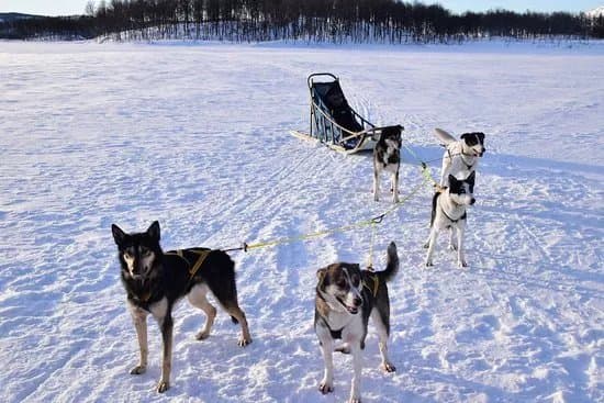 Senja Husky Adventure