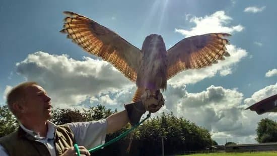 Wild Wings Birds of Prey Centre