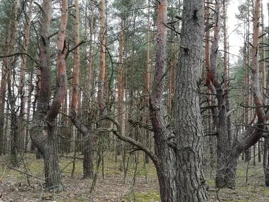 Mazowiecki Park Krajobrazowy