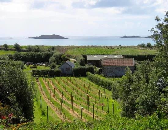 St Martin's Vineyard