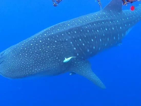 MantaMaria Dive Center