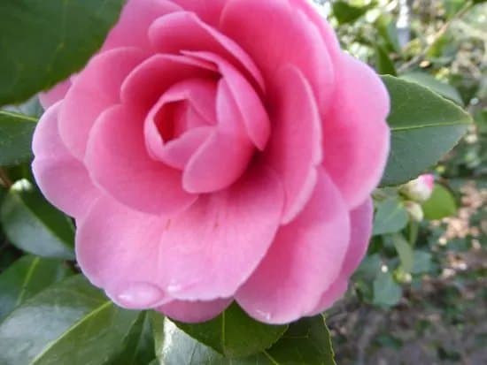 Camellia Park
