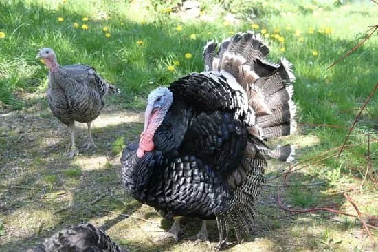 Denmarks Bird Zoo