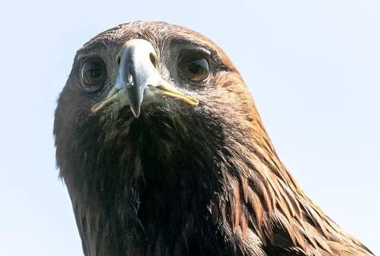 York Bird of Prey Centre