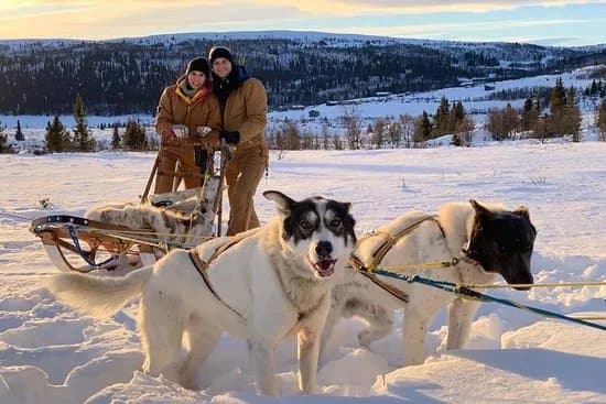 Fjord Husky