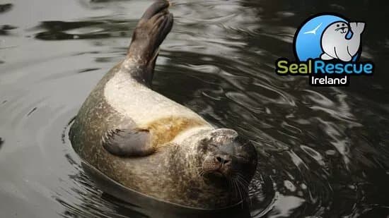 Seal Rescue Ireland