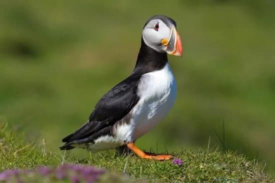 Puffin And Volcano Tour With Ebbi