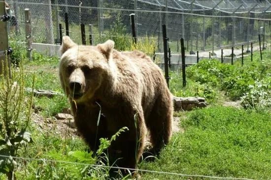 BEAR SANCTUARY Belitsa