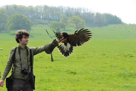 The Bird Of Prey Project