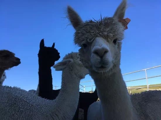 Ferny Rigg Alpacas