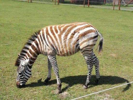 Zoo Safari
