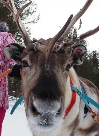 Jaakkola Reindeer Farm