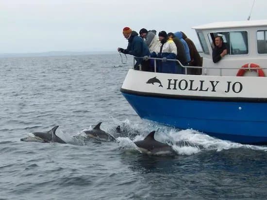 Cork Whale Watch