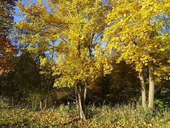 Zuiderpark