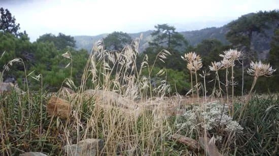 Artemis Nature Trail