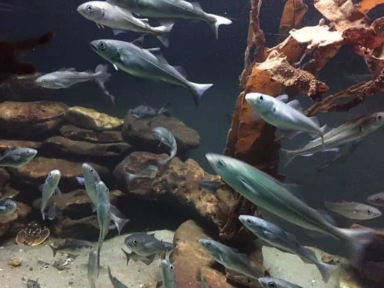 North Sea Aquarium