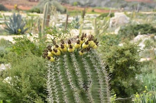 Ayia Napa Cactus Park