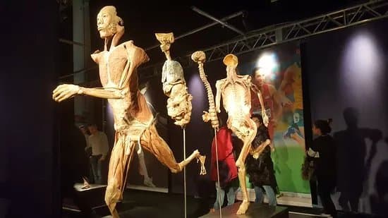 Exhibition Real Bodies