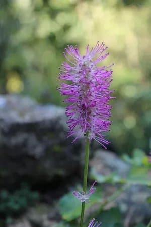 Botanischer Garten