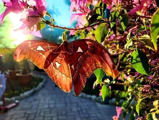 Befly Garden