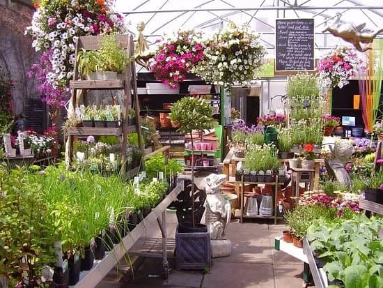 Urban Plant Life