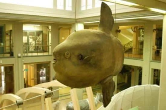 Collezione Di Zoologia