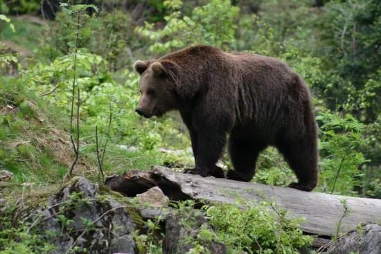 Slovak Wildlife Society