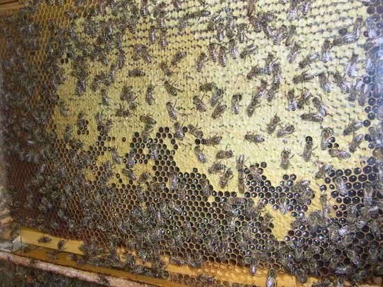 Beekeeping Museum (Cebelarski Muzej)