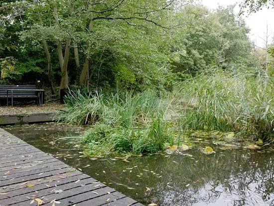 Camley Street Natural Park