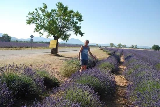 Best of Provence Tours
