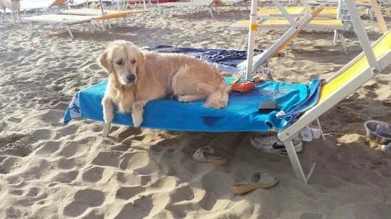 Dog Beach San Vincenzo
