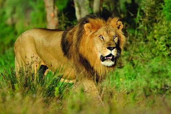 Reserve Africaine de Sigean