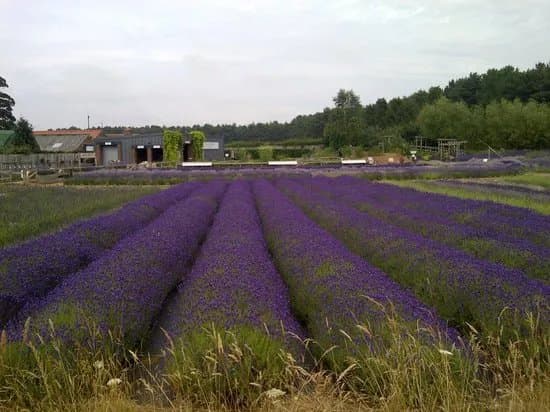 Wolds Way Lavender
