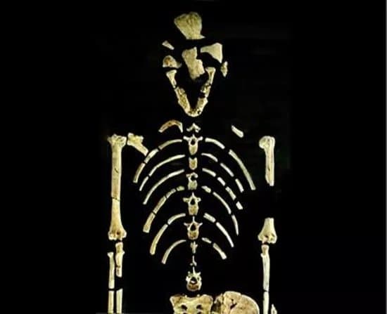 Collezione di Antropologia