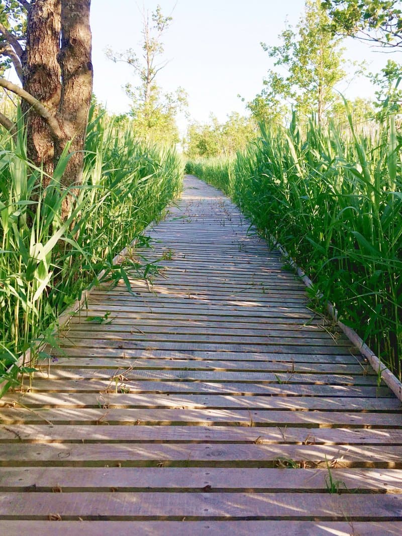 Lake Busnieki Nature Trail