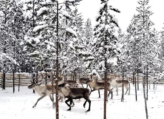 Christmas House Safaris