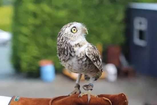 Falconry Ireland