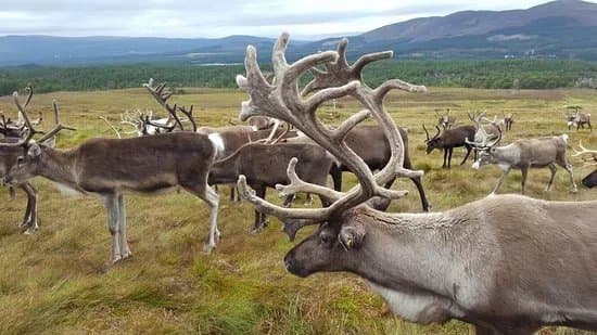 Cairngorm Reindeer Herd