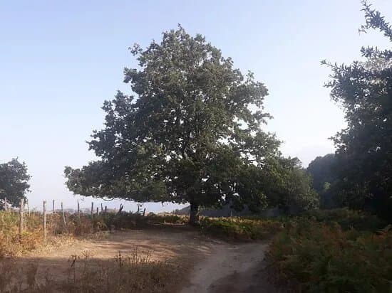 Bosco di Malabotta