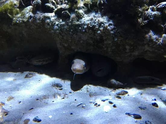 Oresund Aquarium