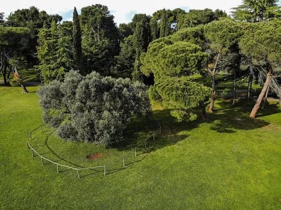 The Old Olive Tree On Brijuni