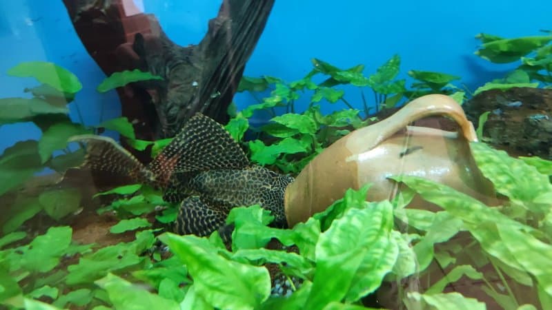 Gradina Zoologica Pitesti