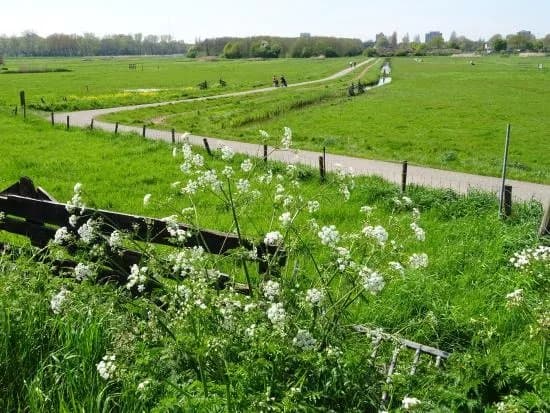 Middelpolder