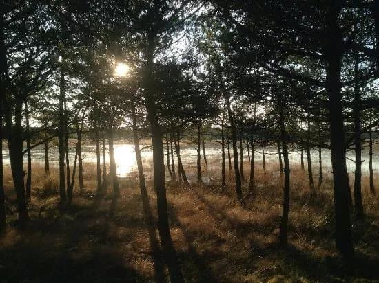 Albue Fuglekoje